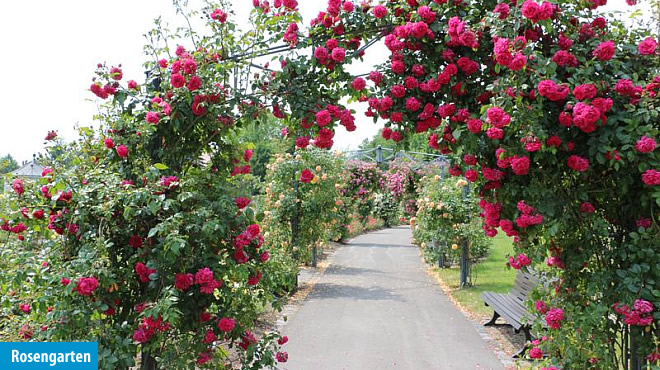 Bad Langensalza - Sante Royale Hotel- und Gesundheitsresort&nbsp;****&nbsp; (Westerwald) - 21. Foto