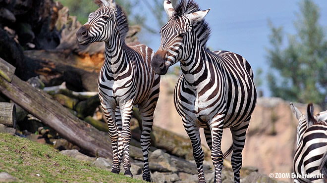  - &nbsp;&nbsp; (Westerwald) - 14. Foto